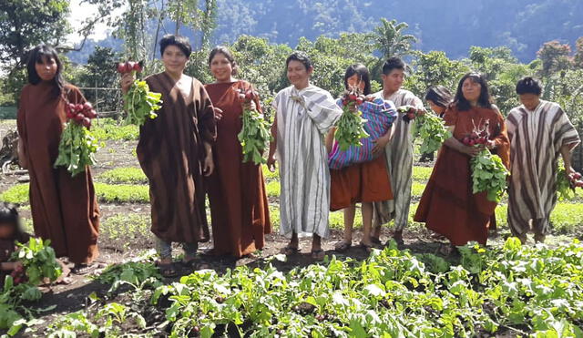 Habitantes de Maruntuari sembraron hortalizas en más de una hectárea de terreno. Foto: Municipalidad de Pichari