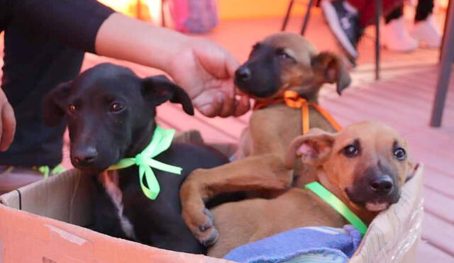 Tacna. Canes y gatos rescatados en diferentes circunstancias fueron adoptados. Foto: La República