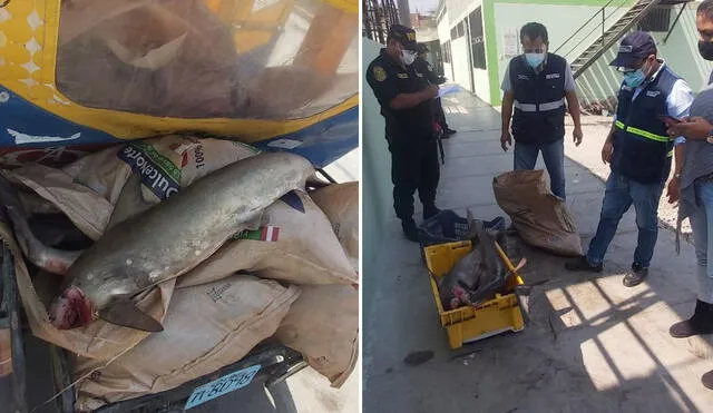 Camuflado en sacos de polietileno iba una carga de tiburón martillo en Salaverry. Foto: PNP