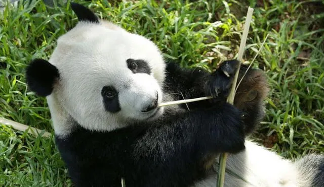 Los pandas deben comer entre 12 y 38 kilos de bambú al día para satisfacer sus necesidades alimenticias. Foto: Wildelife Reserves Singapore