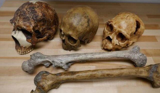 Un cráneo neandertal de hace 55.000 años (izquierda); otro cráneo de un homo sapiens de hace 32.000 años; finalmente, uno del Homo del Pleistoceno medio, de 4.300 años de antigüedad. Foto: Manuel Will