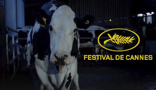 Cow es la última película de la directora Andrea Arnold que ha impactado en Cannes 2021.Foto: composición
