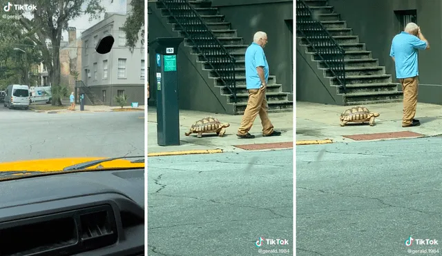 La tortuga caminaba tranquilamente por la calle sin temor al ruido de los autos. Foto: captura de TikTok