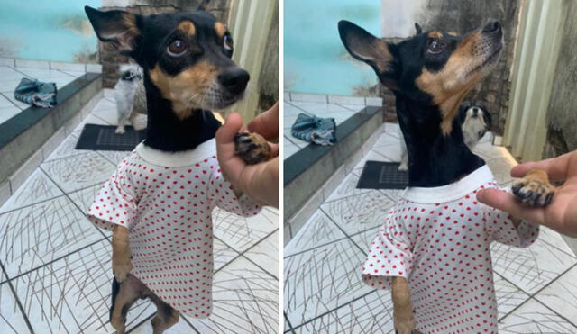 La reacción de la perrita hizo reír a más de uno en las redes sociales. Foto: captura de Facebook