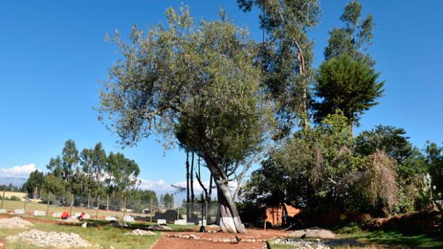 Capulí de Bolívar fue declarado árbol patrimonial por las autoridades. Foto: Municipalidad de Cajabamba