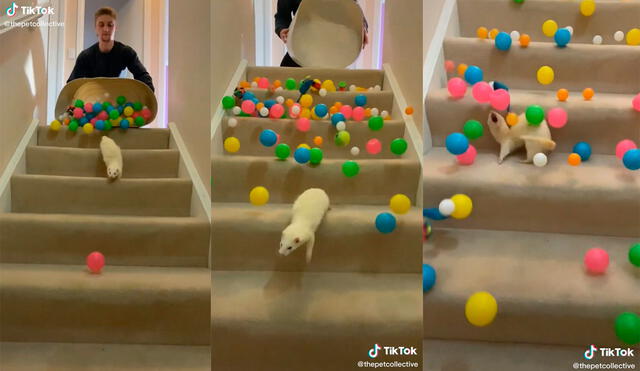 El animal desarrolló una hilarante escena de juego con la ayuda de su dueño, quien arrojó las pelotas por la escalera. Foto: captura de TikTok