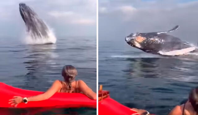 Unas jóvenes grabaron el preciso momento en que un enorme animal apareció en las costas de Río de Janeiro, durante su paseo. Foto: captura de YouTube