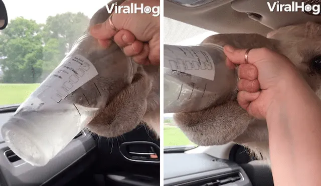 El mamífero notó que un vehículo estaba detenido y aprovechó para meter su cabeza y beber el agua de un vaso. Foto: captura de Facebook/Viralhog
