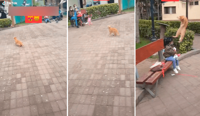 El minino saltó varios metros desde el suelo y asombró a los visitantes de un parque. Foto: captura de TikTok