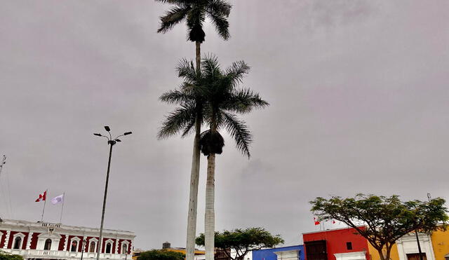 En la plaza de armas de Trujillo se yergue una centenaria palmera. Foto: MPT