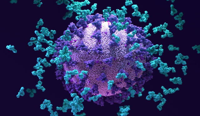 Los anticuerpos (azul claro; impresión del artista) pululan alrededor de una partícula de SARS-CoV-2. Foto: Design Cells / SPL