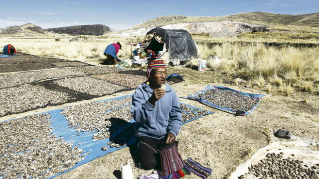 Malcomayo. Está a dos horas de la ciudad de Puno, hasta ahí llegan los agricultores para tender sus papas y deshidratarlas a temperaturas bajo cero. Acampan por lo menos tres días.