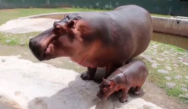 Los trabajadores de un zoológico se conmovieron con la acción de un hipopótamo recién nacido, el cual quería permanecer al lado de su madre. Foto: captura de YouTube
