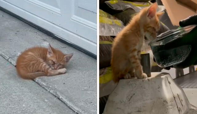 Un joven descubrió que un pequeño felino se refugió en su patio al ser abandonado, por ello, le ofreció su ayuda para su recuperación. Foto: captura de YouTube