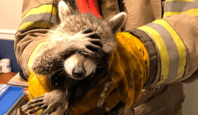 Al ser rescatado colocó sus manos sobre su rostro como si estuviera avergonzado. Foto: captura de Facebook/City of Dalton Fire Department