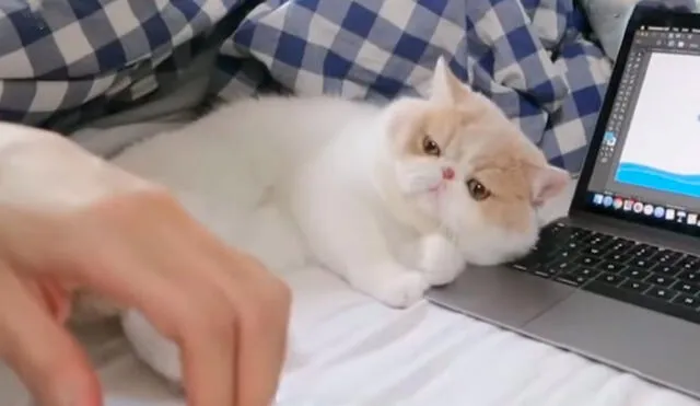 Un joven no pudo culminar con sus labores, debido a que su gatito hizo todo lo posible para interrumpirlo al acostarse en su laptop. Foto: captura de TikTok