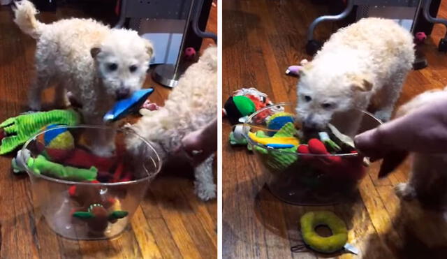 Unos perritos obedecieron a la perfección las indicaciones de su dueño, debido a que metieron todos sus juguetes en una tina para dejar ordenada su sala. Foto: captura de Facebook
