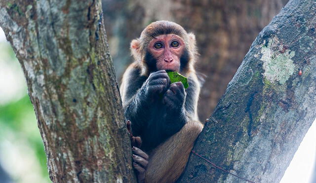 La mayoría de los infectados se contagiaron después de haber sido mordidos o rasguñados por un mono. Foto: difusión