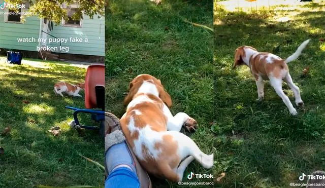 El can desarrolló una inesperada actuación mientras jugaba en el jardín de su hogar. Foto: captura de TikTok