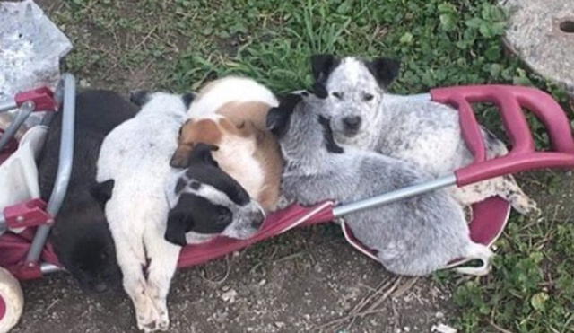 Miles de usuarios quedaron conmovidos al ver el rescate de estos perritos. Foto: captura de Instagram