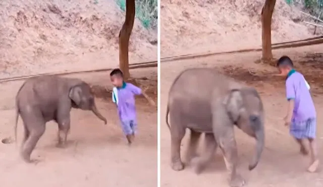 Una madre demostró la fuerte amistad entre su hijo y un pequeño elefante luego que los vio juntos en un santuario. Foto: captura de YouTube