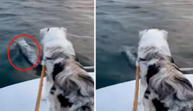 Una mujer navegó con su mascota en el mar; sin embargo, no imaginaron que iban a tener la compañía de un travieso delfín. Foto: captura de YouTube