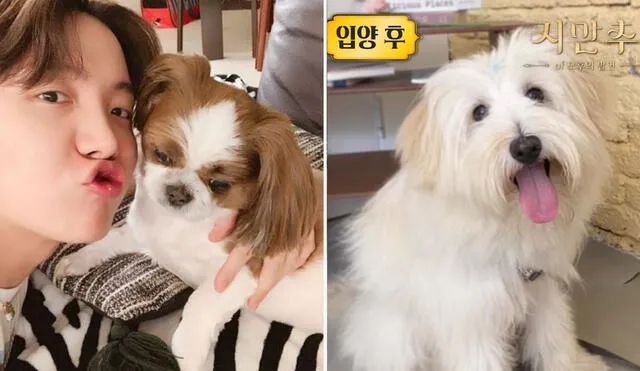 El integrante de BTS fue clave en difusión de la app Pawinhand para mascotas que buscan un nuevo hogar. Foto: composición Weverse/captura Youtube