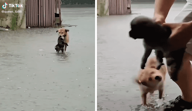 La mascota no dudó en caminar por una inundación para salvar a su cachorro. Foto: captura de TikTok/@queen_liz86
