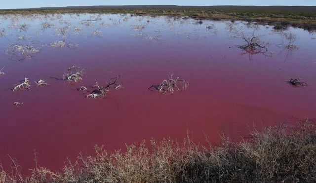 La laguna ocupa un espacio entre 10 y 15 hectáreas. Está situada en el Parque Industrial de Trelew. Foto: AFP