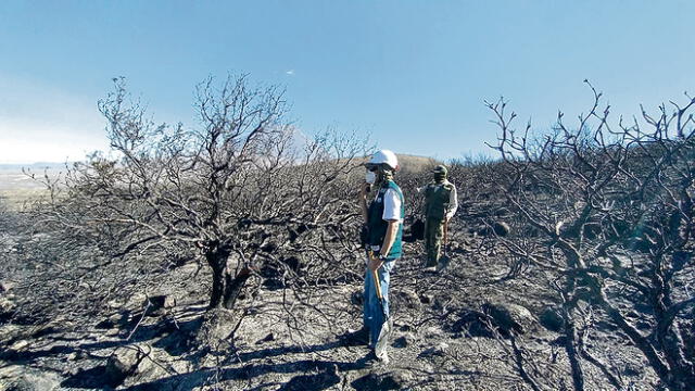 Fuego afecto terrenos en dlstrito de Chiguata. Foto: difusión