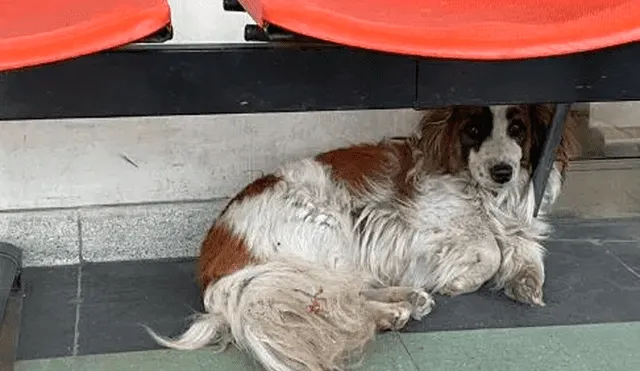 El perrito se niega a abandonar el centro de salud donde llevaron a su dueño. Foto: captura de Facebook/BioBioChile