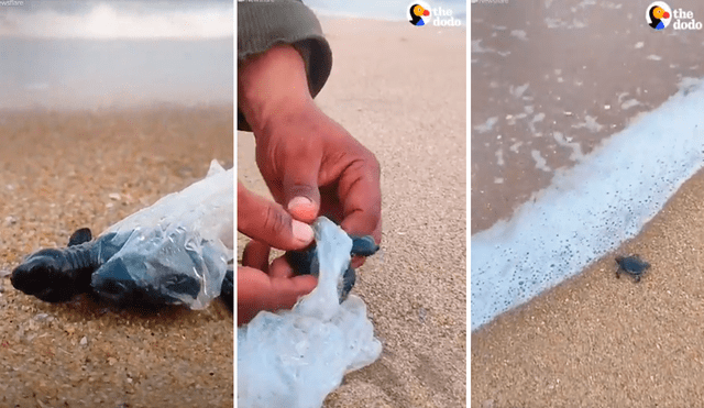 La tortuga bebé luchaba por su vida al quedar atrapada en una bolsa de plástico lanzada al mar. Foto: captura de Facebook/TheDodo