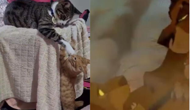 El video de ambos gatitos es viral en redes sociales. Foto: composición LR