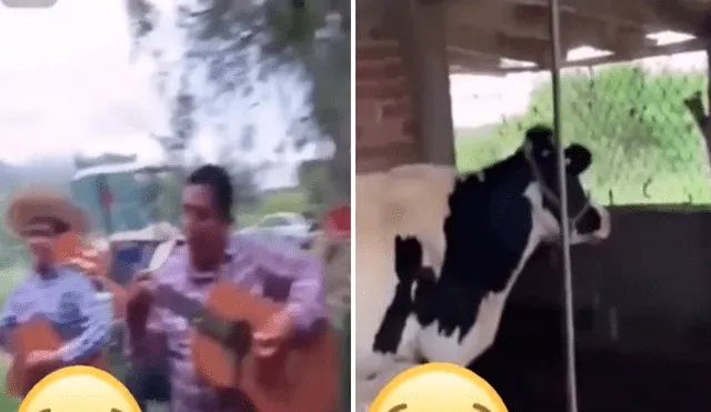 El video de la vaca haciendo su característico mugido dejó sorprendidos a los usuarios en redes sociales. Foto: captura de TikTok