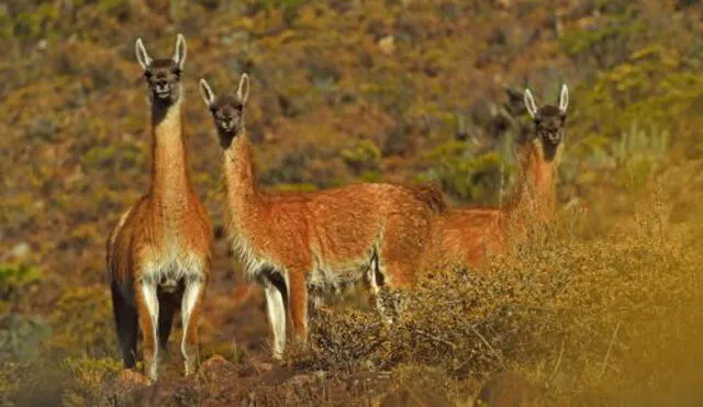 Nuevo proyecto para conservación del guanaco. Foto: Andina
