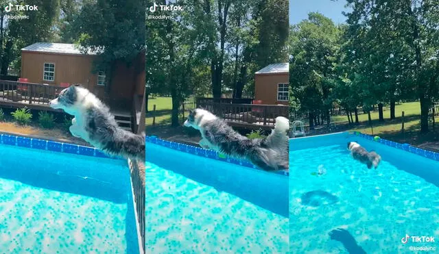 La joven captó el preciso instante en que su querido perro salta emocionado a la piscina. Foto: captura de TikTok