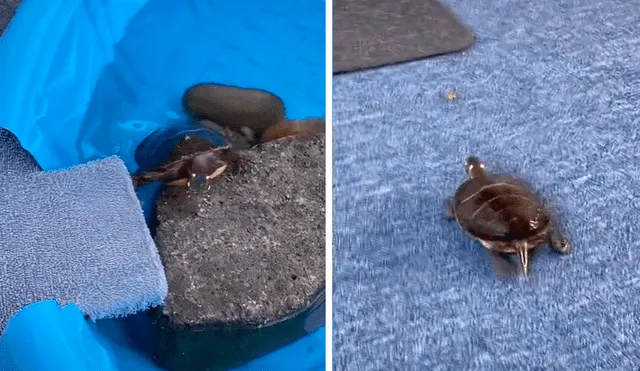El clip ha logrado miles de visualizaciones y cientos de comentarios entre los que destacan la gran agilidad de la tortuga para perseguir al insecto. Foto: captura de TikTok