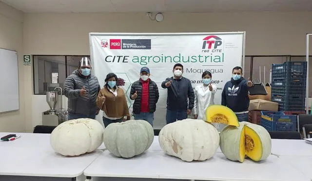 Productores de Tacna apuntan a exportar zapallo a diversos mercados. Foto: Difusión