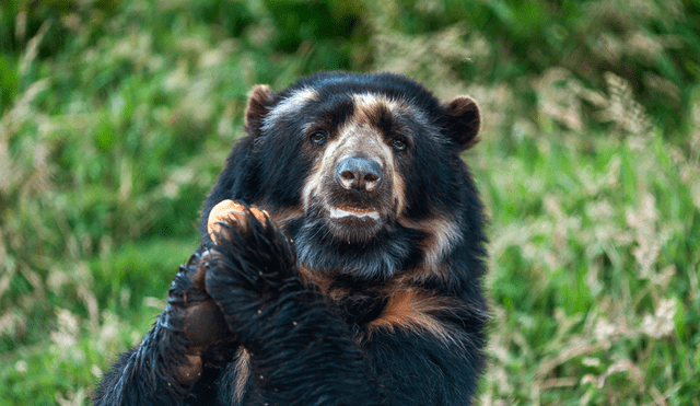 El oso de anteojos habita en la Cordillera de los Andes, en las montañas frías de Venezuela, Colombia, Ecuador, Perú y Bolivia. Foto: difusión