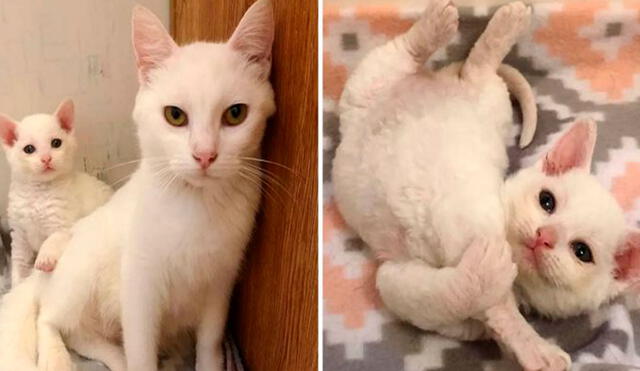 Una gatita ingresó a escondidas a una vivienda para cuidar a sus bebés recién nacidos que estaban en un terrible estado de salud. Foto: Catsnip Etc/ Facebook