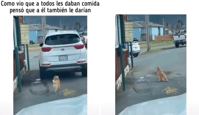 El video ha generado muchos comentarios debido que las personas solo graban y no ofrecen ayuda a estos animales. Foto: captura de TikTok