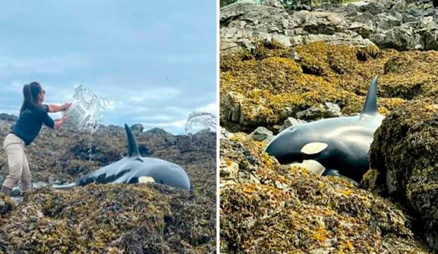 Un grupo de amigos armó un plan para ayudar a una enorme orca y la rociaron con agua para mantenerla con vida. Foto: Tara Neilson/ Twitter