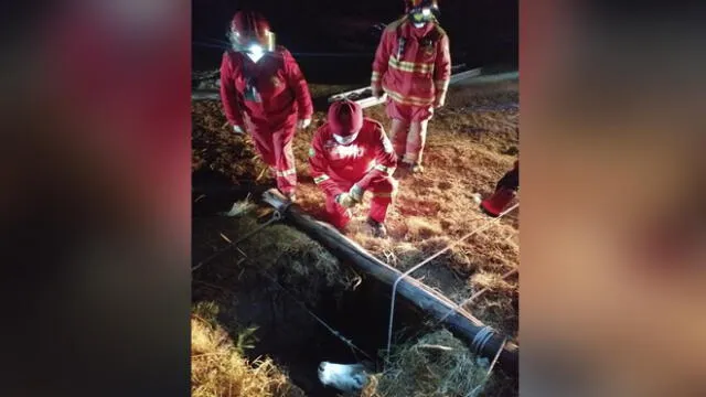 Tras mucho esfuerzo, los bomberos rescataron a la vaca. Foto: difusión