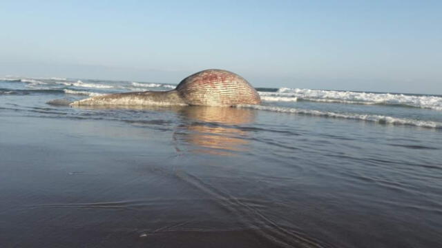 Un olor nauseabundo producto de la descomposición del cetáceo fue lo que alertó a los pobladores. Foto: difusión