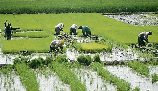 Campaña. Siembra de arroz se reduciría en 4% este año. Foto: difusión