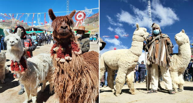 La semana pasada realizaron una actividad por el Día Nacional de la Alpaca. Foto: Andina