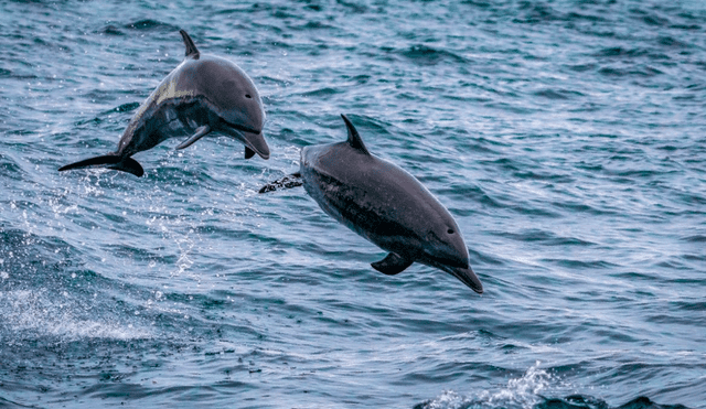 Los científicos explican que la presencia de los delfines obedece particularmente a la desaceleración de la actividad económica, con la caída del tráfico marítimo y a las medidas de confinamiento. Foto: AFP