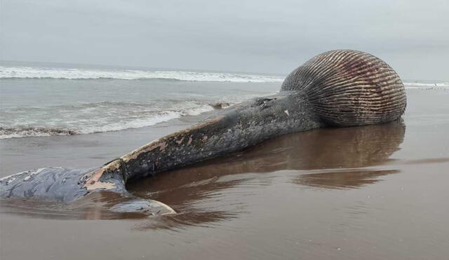 La ballena medía 27 metros de largo. Foto: Municipalidad La Yarada Los Palos