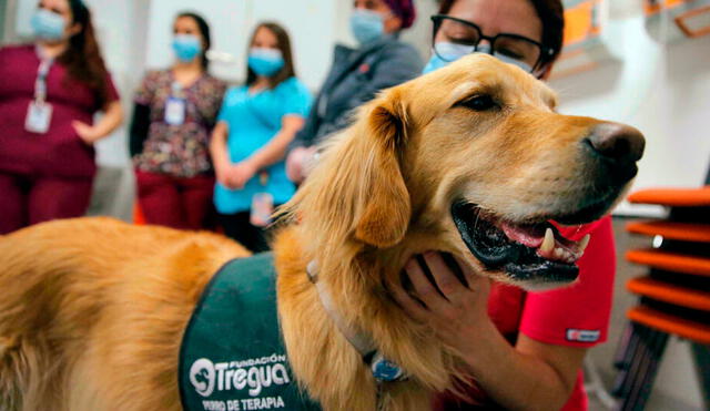 El perro de terapia Pepe durante una sesión con un trabajador de la salud en el Hospital Pediátrico Exequiel González en Santiago de Chile. Foto: AFP