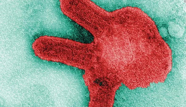 Una imagen microscópica del virus de Marburgo. Fuente: CNN